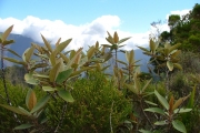 <strong>Malvaceae - Dombeya ferruginea - Cav.</strong><br />© Baret Stéphane