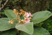 <strong>Malvaceae - Dombeya ferruginea - Cav.</strong><br />© Baret Stéphane