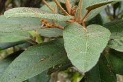 <strong>Malvaceae - Dombeya ferruginea - Cav.</strong><br />© Baret Stéphane