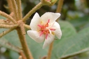 <strong>Malvaceae - Dombeya ferruginea - Cav.</strong><br />© Baret Stéphane