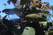 <strong>Malvaceae - Dombeya ficulnea - Baill.</strong><br />© Sarrailh Jean-Michel / CIRAD