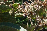 <strong>Malvaceae - Dombeya ficulnea - Baill.</strong><br />© Sarrailh Jean-Michel / CIRAD