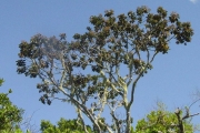 <strong>Malvaceae - Dombeya ficulnea - Baill.</strong><br />© Sarrailh Jean-Michel / CIRAD