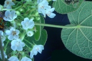 <strong>Malvaceae - Dombeya ficulnea - Baill.</strong><br />© Sarrailh Jean-Michel / CIRAD