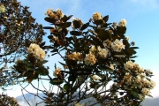 <strong>Malvaceae - Dombeya ficulnea - Baill.</strong><br />© Baret Stéphane