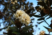 <strong>Malvaceae - Dombeya ficulnea - Baill.</strong><br />© Baret Stéphane
