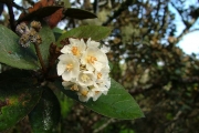 <strong>Malvaceae - Dombeya ficulnea - Baill.</strong><br />© Baret Stéphane