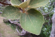 <strong>Malvaceae - Dombeya ficulnea - Baill.</strong><br />© Sarrailh Jean-Michel / CIRAD