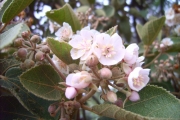 <strong>Malvaceae - Dombeya ficulnea - Baill.</strong><br />© Sarrailh Jean-Michel / CIRAD