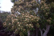 <strong>Malvaceae - Dombeya ficulnea - Baill.</strong><br />© Sarrailh Jean-Michel / CIRAD