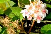 <strong>Malvaceae - Dombeya ficulnea - Baill.</strong><br />© Baret Stéphane