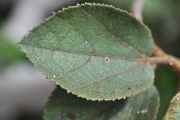 <strong>Malvaceae - Dombeya ficulnea - Baill.</strong><br />© Sarrailh Jean-Michel / CIRAD