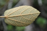 <strong>Malvaceae - Dombeya ficulnea - Baill.</strong><br />© Sarrailh Jean-Michel / CIRAD