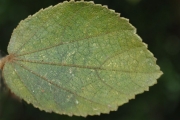 <strong>Malvaceae - Dombeya ficulnea - Baill.</strong><br />© Sarrailh Jean-Michel / CIRAD