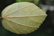 <strong>Malvaceae - Dombeya ficulnea - Baill.</strong><br />© Sarrailh Jean-Michel / CIRAD