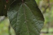 <strong>Malvaceae - Dombeya ficulnea - Baill.</strong><br />© Sarrailh Jean-Michel / CIRAD