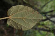 <strong>Malvaceae - Dombeya ficulnea - Baill.</strong><br />© Sarrailh Jean-Michel / CIRAD