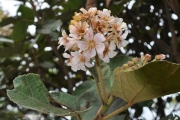 <strong>Malvaceae - Dombeya ficulnea - Baill.</strong><br />© Sarrailh Jean-Michel / CIRAD