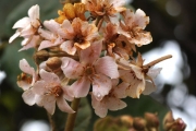 <strong>Malvaceae - Dombeya ficulnea - Baill.</strong><br />© Sarrailh Jean-Michel / CIRAD