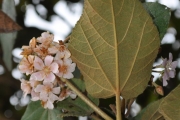 <strong>Malvaceae - Dombeya ficulnea - Baill.</strong><br />© Sarrailh Jean-Michel / CIRAD