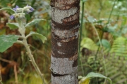 <strong>Malvaceae - Dombeya ficulnea - Baill.</strong><br />© Sarrailh Jean-Michel / CIRAD