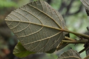 <strong>Malvaceae - Dombeya ficulnea - Baill.</strong><br />© Sarrailh Jean-Michel / CIRAD