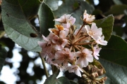 <strong>Malvaceae - Dombeya ficulnea - Baill.</strong><br />© Sarrailh Jean-Michel / CIRAD