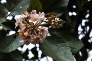 <strong>Malvaceae - Dombeya ficulnea - Baill.</strong><br />© Sarrailh Jean-Michel / CIRAD