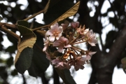 <strong>Malvaceae - Dombeya ficulnea - Baill.</strong><br />© Sarrailh Jean-Michel / CIRAD