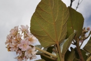 <strong>Malvaceae - Dombeya ficulnea - Baill.</strong><br />© Sarrailh Jean-Michel / CIRAD