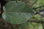 <strong>Malvaceae - Dombeya ficulnea - Baill.</strong><br />© Sarrailh Jean-Michel / CIRAD