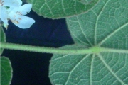 <strong>Malvaceae - Dombeya ficulnea - Baill.</strong><br />© Sarrailh Jean-Michel / CIRAD