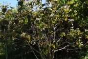 <strong>Malvaceae - Dombeya populnea - (Cav.) Baker</strong><br />© Sarrailh Jean-Michel / CIRAD