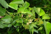<strong>Malvaceae - Dombeya populnea - (Cav.) Baker</strong><br />© Sarrailh Jean-Michel / CIRAD