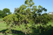 <strong>Malvaceae - Dombeya populnea - (Cav.) Baker</strong><br />© Sarrailh Jean-Michel / CIRAD