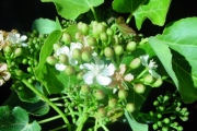 <strong>Malvaceae - Dombeya populnea - (Cav.) Baker</strong><br />© Sarrailh Jean-Michel / CIRAD