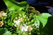 <strong>Malvaceae - Dombeya populnea - (Cav.) Baker</strong><br />© Sarrailh Jean-Michel / CIRAD