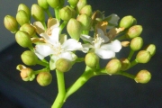 <strong>Malvaceae - Dombeya populnea - (Cav.) Baker</strong><br />© Sarrailh Jean-Michel / CIRAD