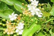 <strong>Malvaceae - Dombeya populnea - (Cav.) Baker</strong><br />© Sarrailh Jean-Michel / CIRAD