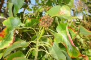 <strong>Malvaceae - Dombeya populnea - (Cav.) Baker</strong><br />© Sarrailh Jean-Michel / CIRAD