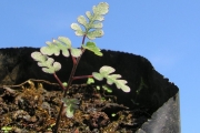 <strong>Malvaceae - Dombeya populnea - (Cav.) Baker</strong><br />© Sarrailh Jean-Michel / CIRAD
