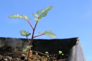<strong>Malvaceae - Dombeya populnea - (Cav.) Baker</strong><br />© Sarrailh Jean-Michel / CIRAD
