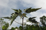 <strong>Malvaceae - Dombeya populnea - (Cav.) Baker</strong><br />© Sarrailh Jean-Michel / CIRAD