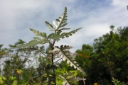 <strong>Malvaceae - Dombeya populnea - (Cav.) Baker</strong><br />© Sarrailh Jean-Michel / CIRAD