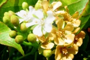 <strong>Malvaceae - Dombeya populnea - (Cav.) Baker</strong><br />© Sarrailh Jean-Michel / CIRAD