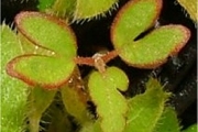 <strong>Malvaceae - Dombeya populnea - (Cav.) Baker</strong><br />© Baret Stéphane