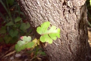 <strong>Malvaceae - Dombeya populnea - (Cav.) Baker</strong><br />© Perroud Annaïg