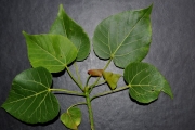 <strong>Malvaceae - Dombeya populnea - (Cav.) Baker</strong><br />© Sarrailh Jean-Michel / CIRAD