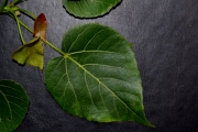 <strong>Malvaceae - Dombeya populnea - (Cav.) Baker</strong><br />© Sarrailh Jean-Michel / CIRAD