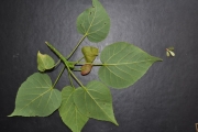 <strong>Malvaceae - Dombeya populnea - (Cav.) Baker</strong><br />© Sarrailh Jean-Michel / CIRAD